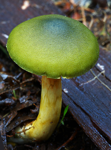 Profile picture for Bulungi Fungi