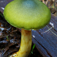 Bulungi Fungi's Avatar